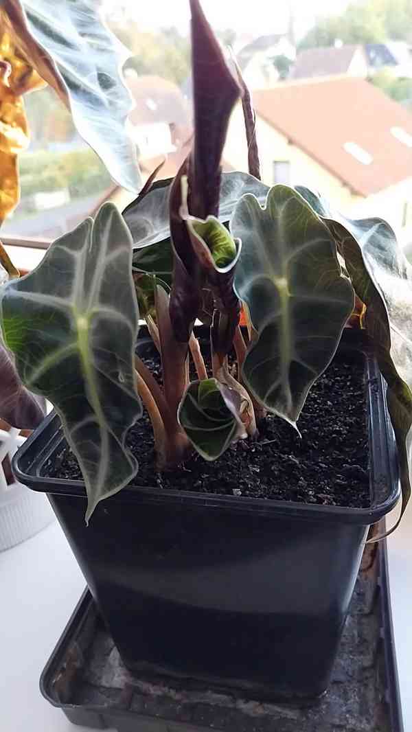 Pokojová rostlina Alocasia Polly  - foto 4