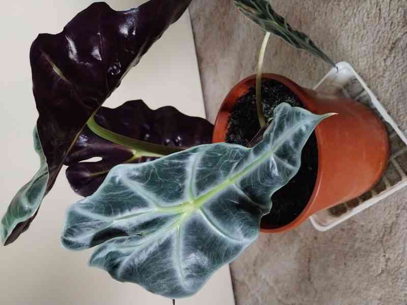 Pokojová rostlina Alocasia Polly  - foto 7