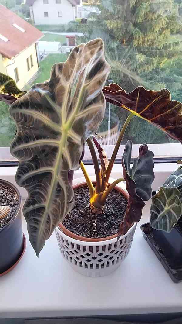 Pokojová rostlina Alocasia Polly  - foto 3