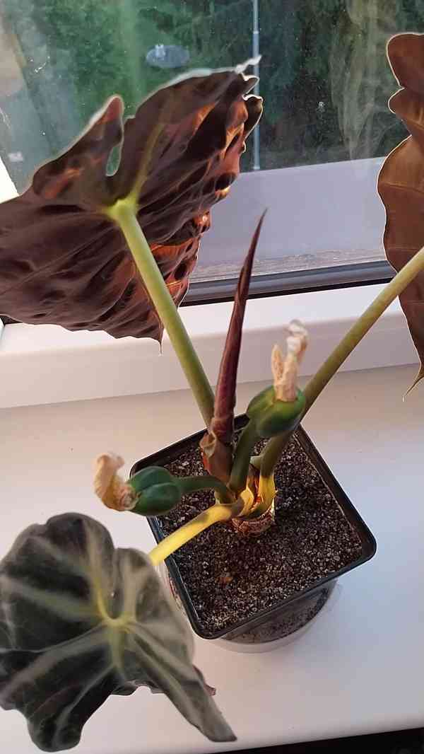 Pokojová rostlina Alocasia Polly  - foto 5