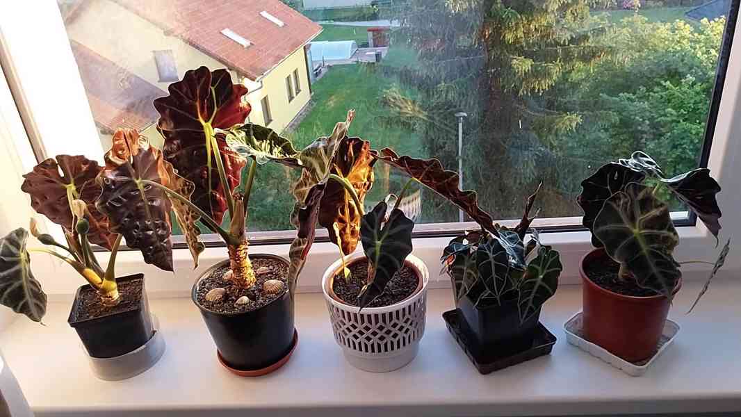 Pokojová rostlina Alocasia Polly  - foto 2