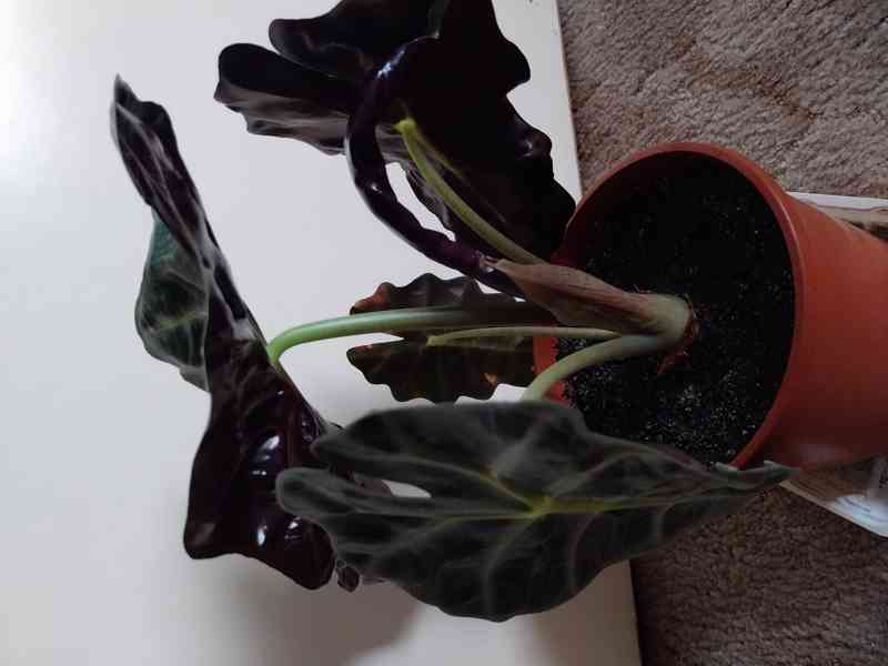 Pokojová rostlina Alocasia Polly  - foto 6
