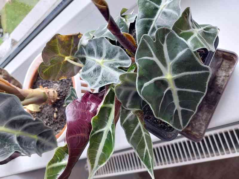 Pokojová rostlina Alocasia Polly  - foto 8