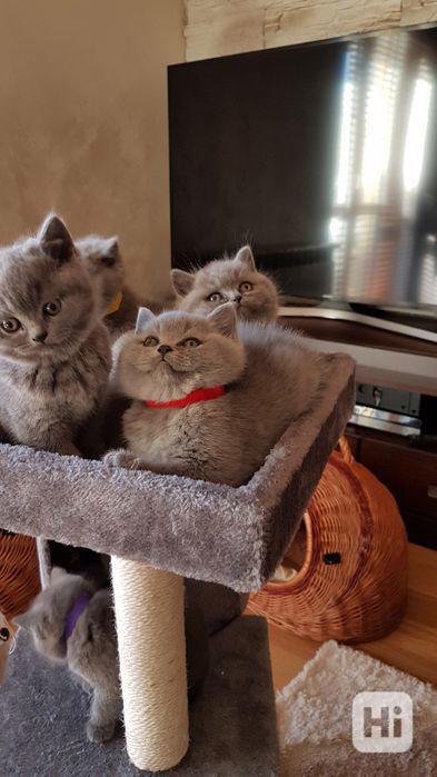 Britská krátkosrstá kočka k adopci - foto 1