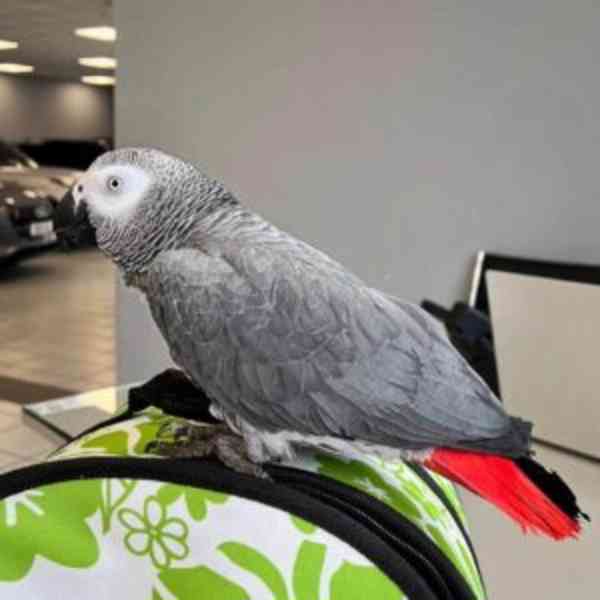 Afričtí šedí papoušci.