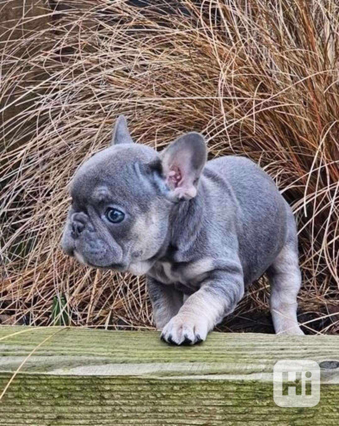 Dwa szczeniaki buldoga francuskiego gotowe do odbioru - foto 1