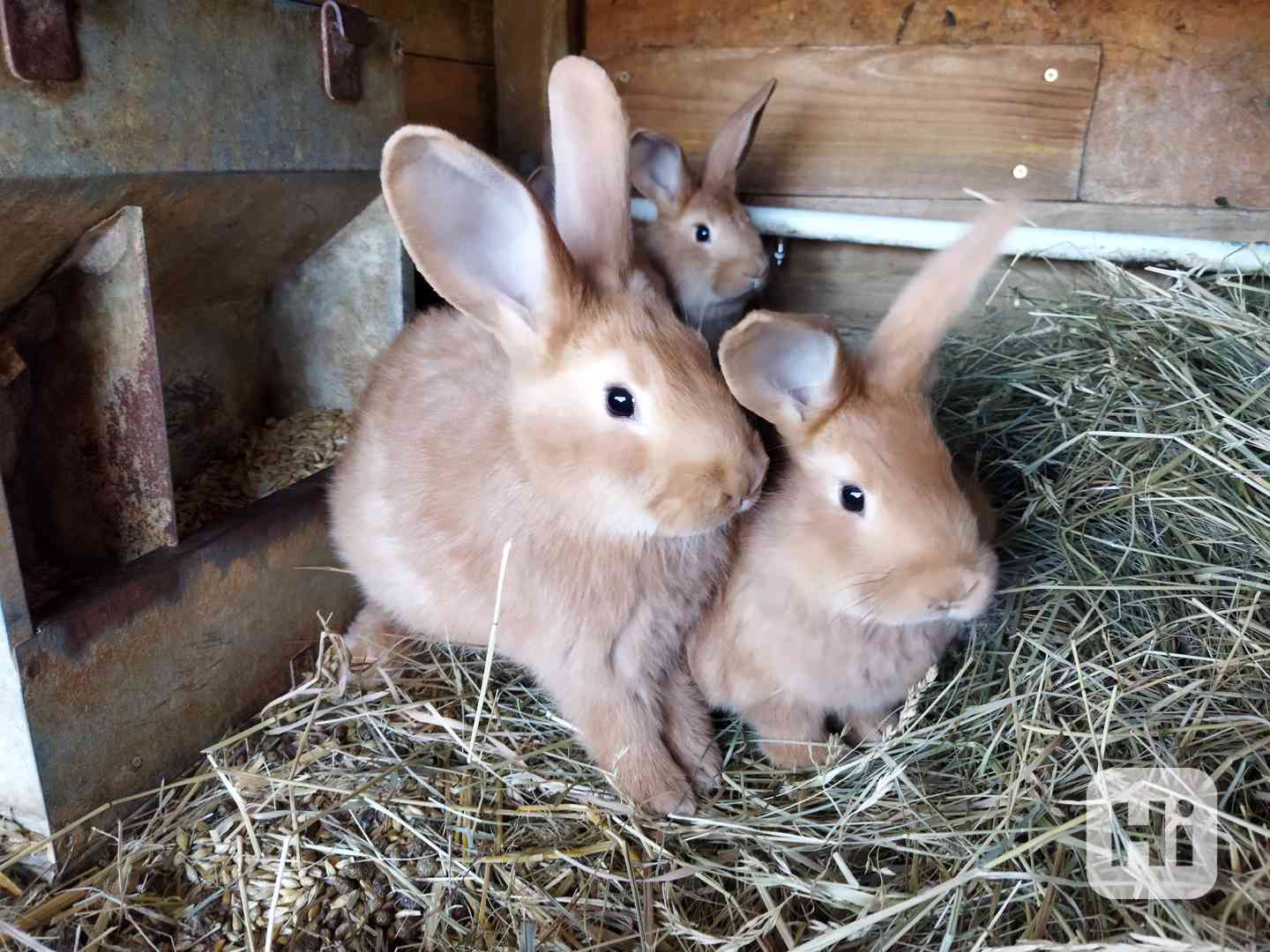 Burgundský králík  - foto 1