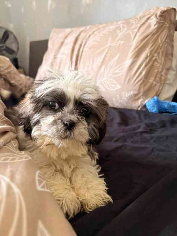 Rozkošná štěňata Shih Tzu - foto 4