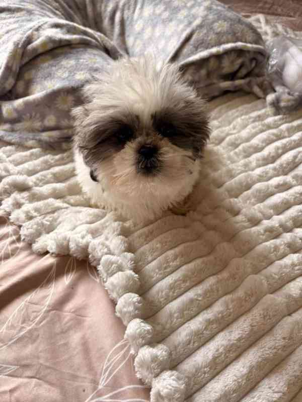 Rozkošná štěňata Shih Tzu - foto 7