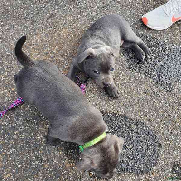 Štěňata křížence stafordšírského bulteriéra.. - foto 5