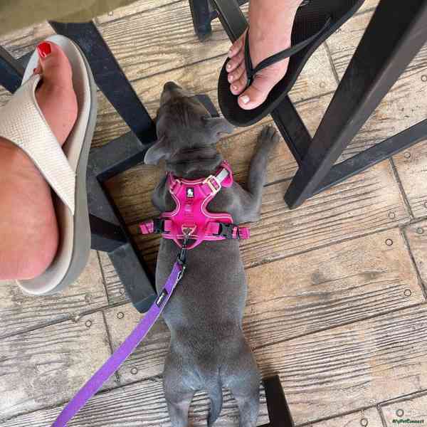 Štěňata křížence stafordšírského bulteriéra.. - foto 2