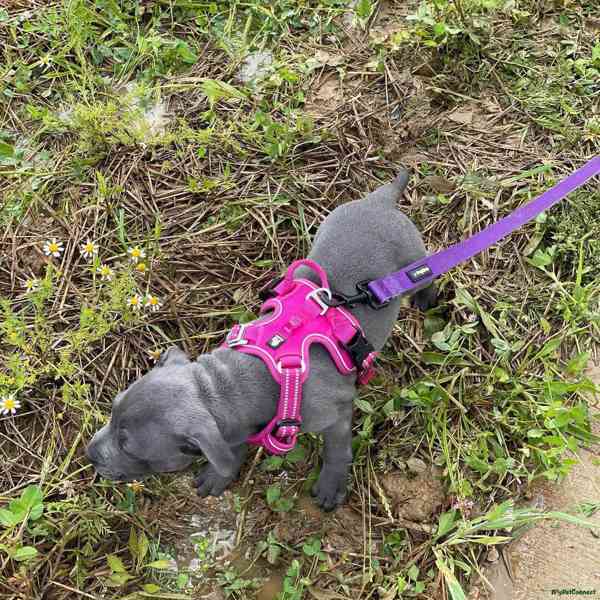 Štěňata křížence stafordšírského bulteriéra.. - foto 3