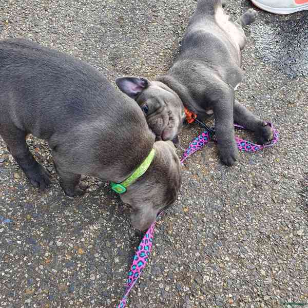 Štěňata křížence stafordšírského bulteriéra.. - foto 4