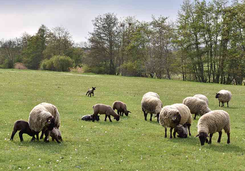 Ovce a jehňata Suffolk prodej - foto 2