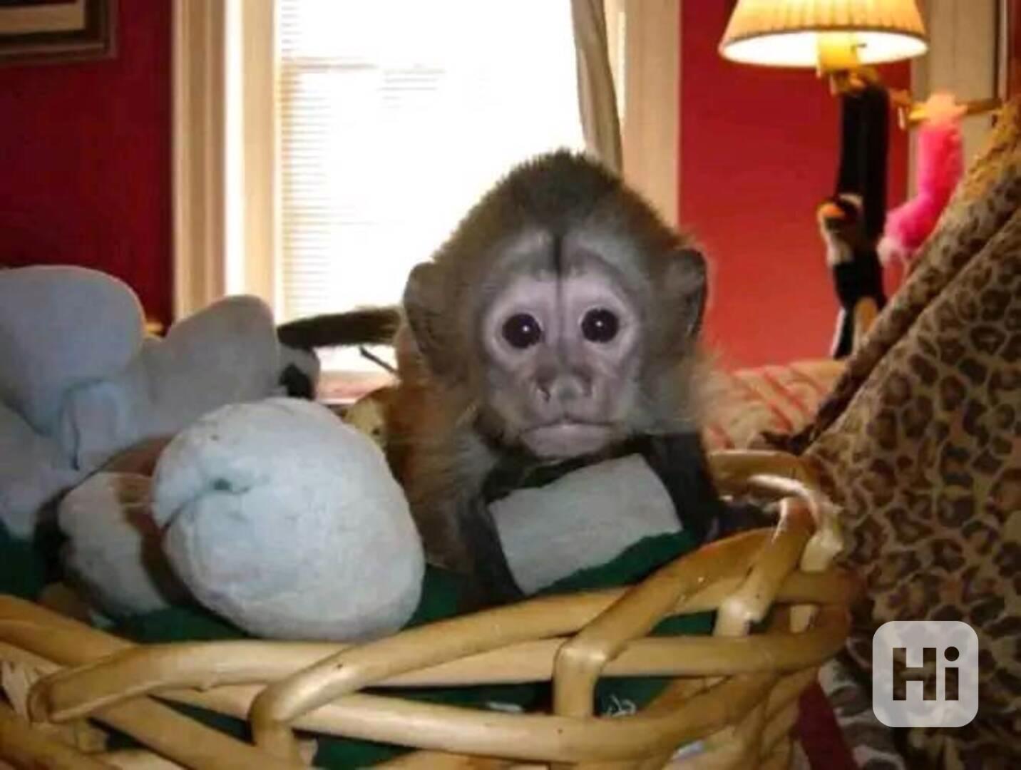 Zdarma Dítě kapucínské opice k adopci nyní zdarma   - foto 1