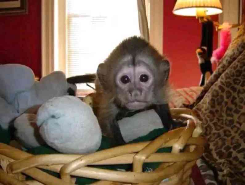 Zdarma Dítě kapucínské opice k adopci nyní zdarma  