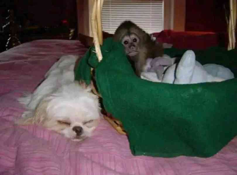 Zdarma Dítě kapucínské opice k adopci nyní zdarma   - foto 2