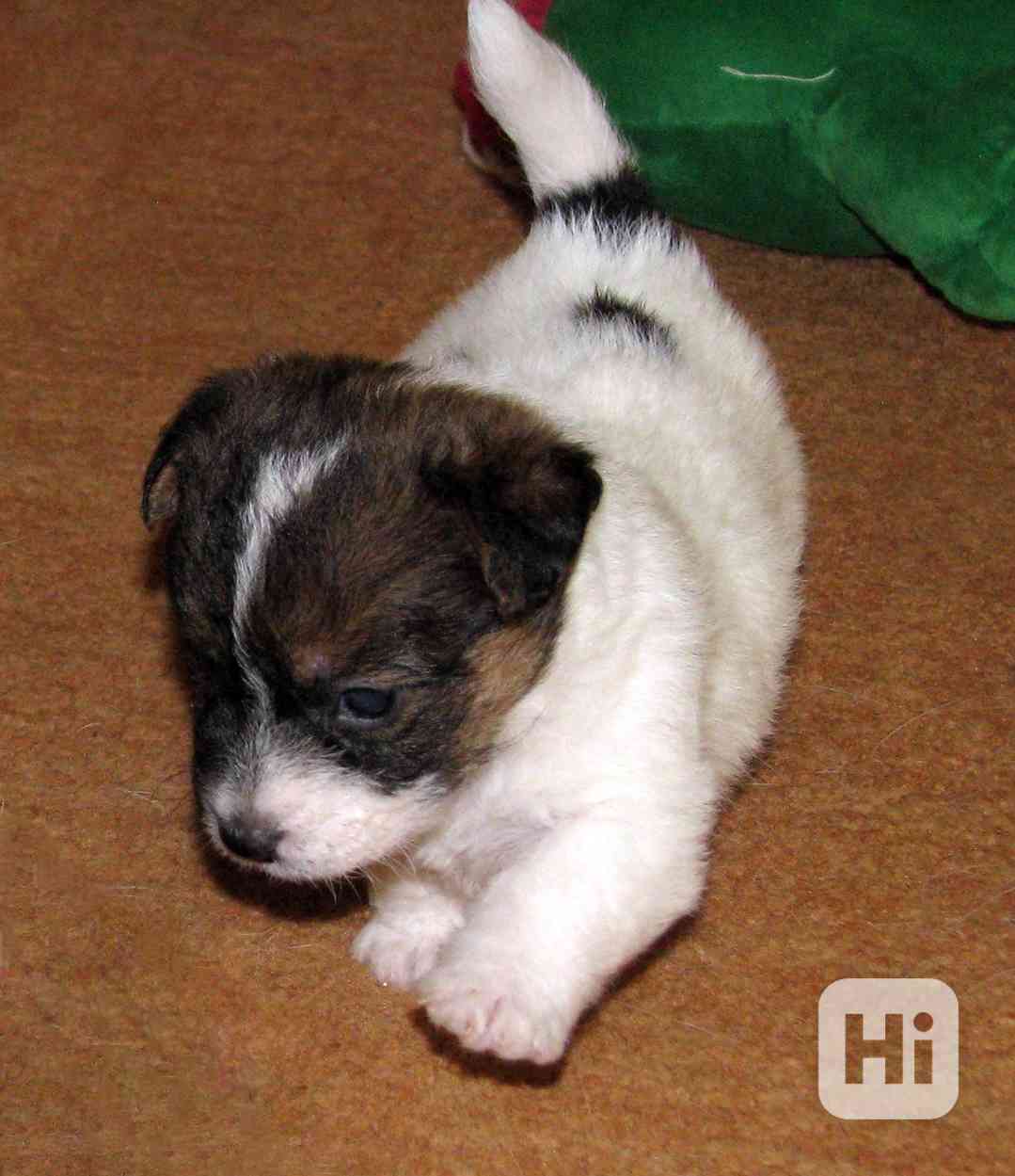 Jack Russell teriér – 2 pejsci + 2 fenky s PP k rezervaci - foto 1