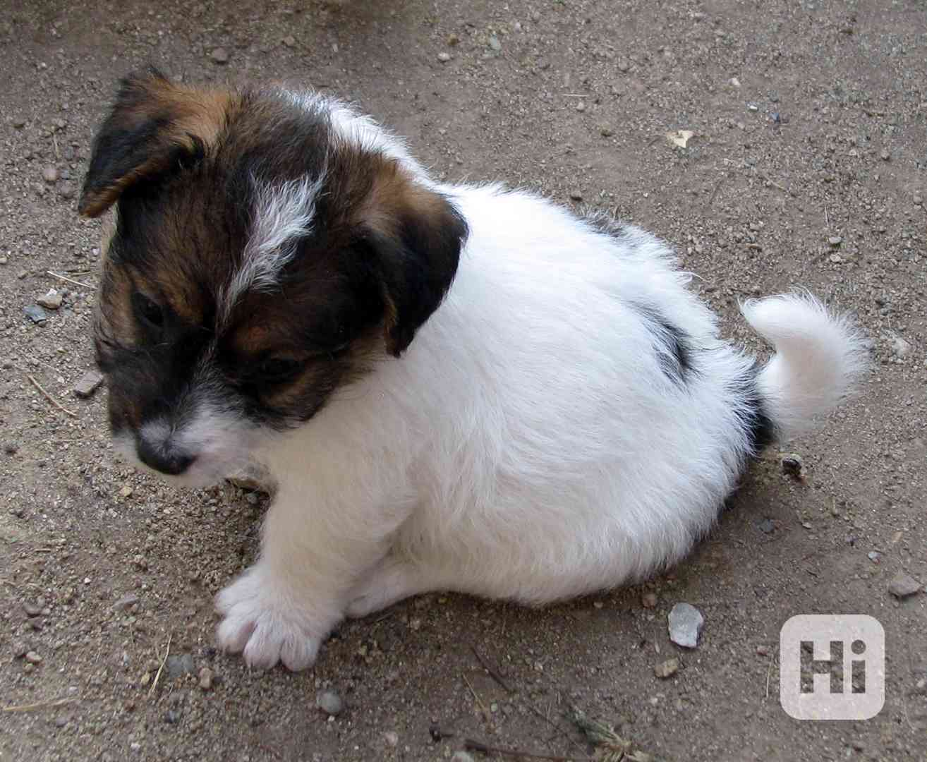 Jack Russell teriér – poslední fenka a 2 pejsci s PP - foto 1
