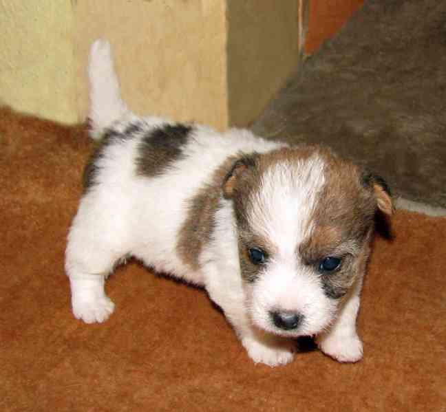 Jack Russell teriér – 2 pejsci + 2 fenky s PP k rezervaci - foto 3