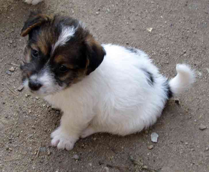Jack Russell teriér – poslední fenka a 2 pejsci s PP - foto 2