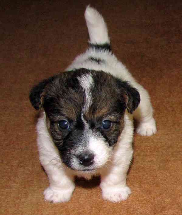 Jack Russell teriér – 2 pejsci + 2 fenky s PP k rezervaci - foto 2
