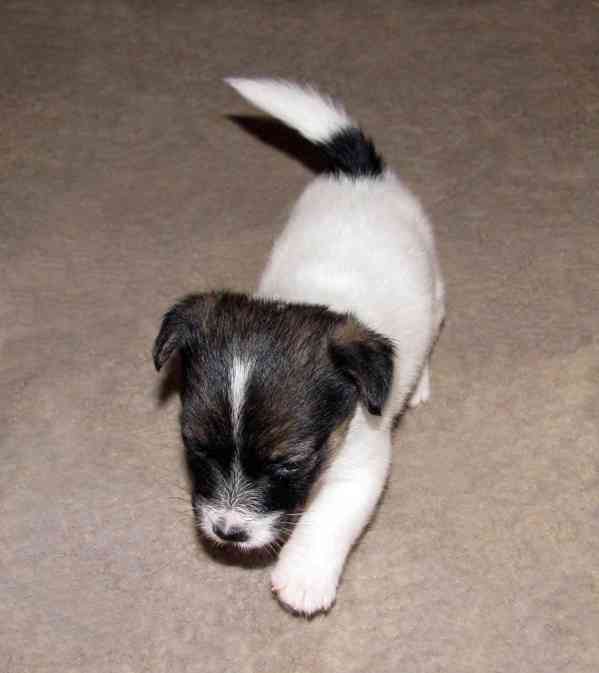 Jack Russell teriér – 2 pejsci + 2 fenky s PP k rezervaci - foto 9