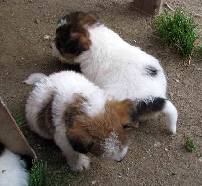 Jack Russell teriér – poslední fenka a 2 pejsci s PP - foto 11