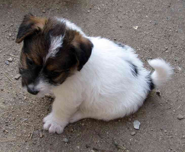 Jack Russell teriér – poslední fenka a 2 pejsci s PP - foto 1