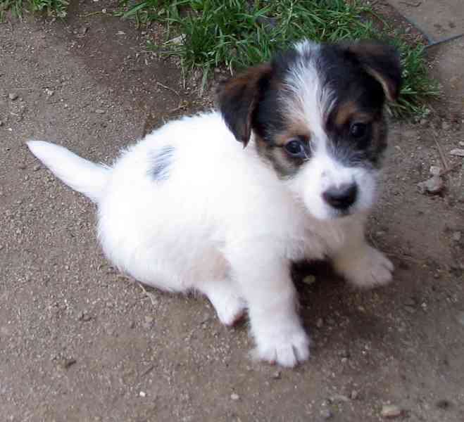 Jack Russell teriér – poslední fenka a 2 pejsci s PP - foto 10