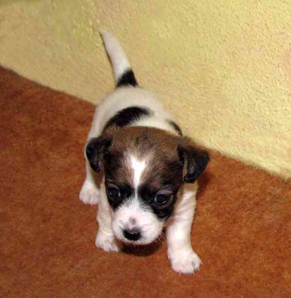 Jack Russell teriér – 2 pejsci + 2 fenky s PP k rezervaci - foto 7