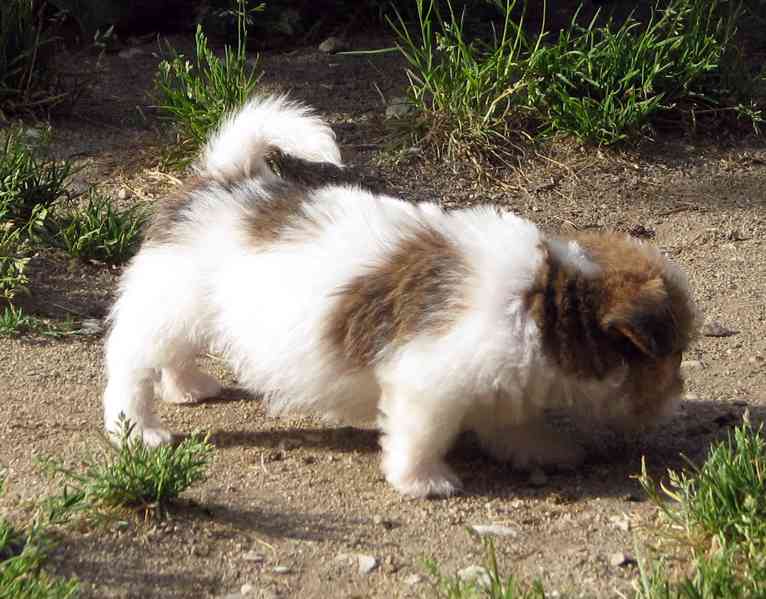 Jack Russell teriér – poslední fenka a 2 pejsci s PP - foto 4