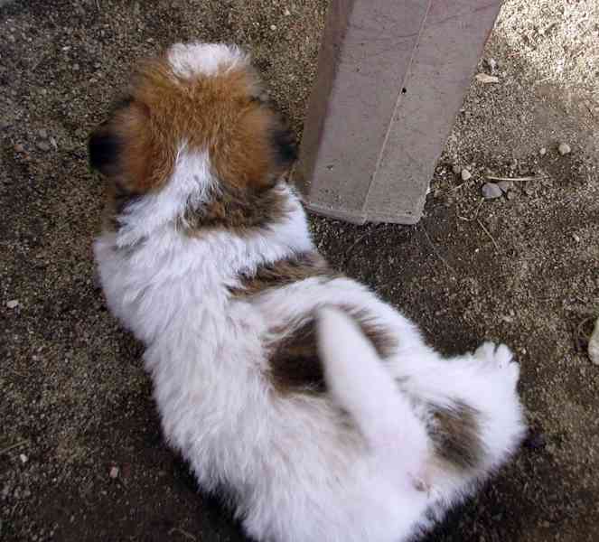 Jack Russell teriér – poslední fenka a 2 pejsci s PP - foto 5