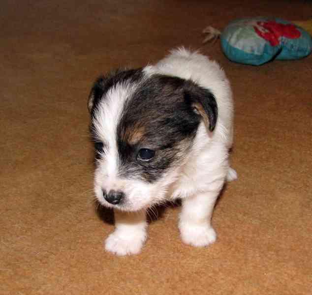 Jack Russell teriér – 2 pejsci + 2 fenky s PP k rezervaci - foto 5