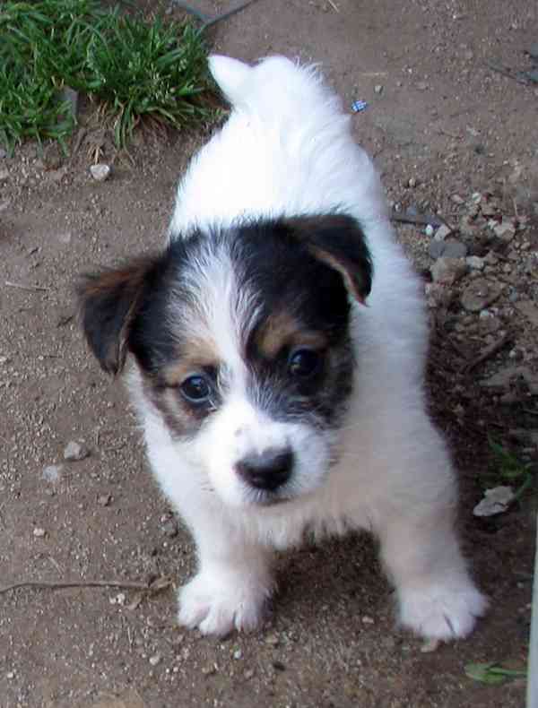 Jack Russell teriér – poslední fenka a 2 pejsci s PP - foto 9