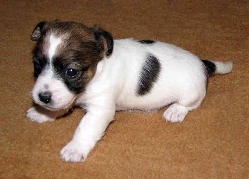 Jack Russell teriér – 2 pejsci + 2 fenky s PP k rezervaci - foto 8