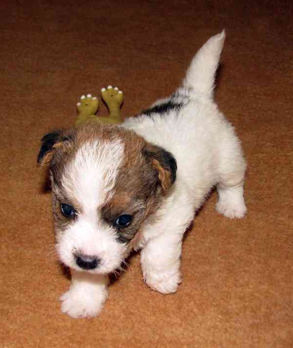 Jack Russell teriér – 2 pejsci + 2 fenky s PP k rezervaci - foto 4
