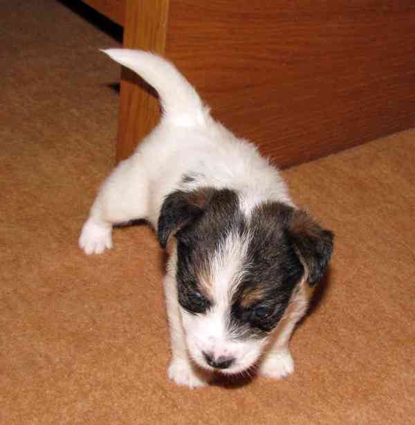 Jack Russell teriér – 2 pejsci + 2 fenky s PP k rezervaci - foto 6