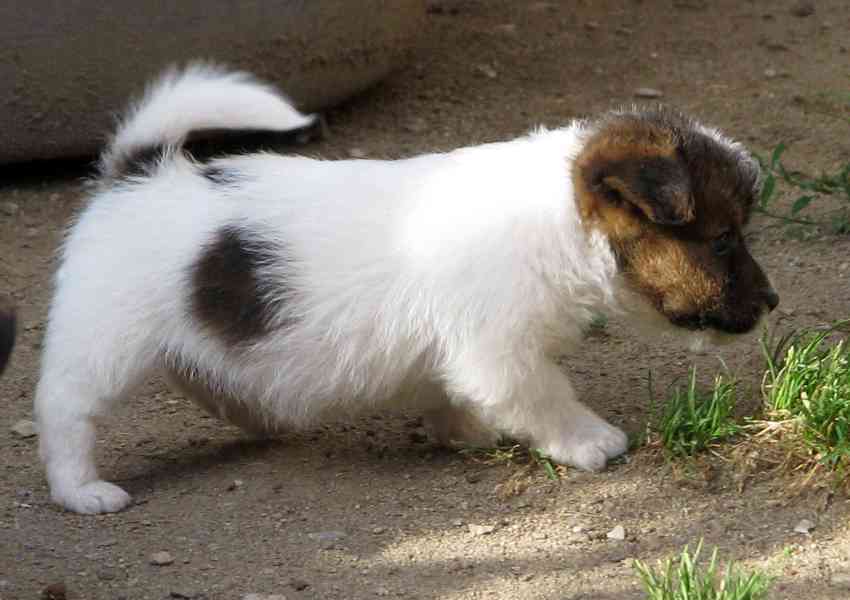 Jack Russell teriér – poslední fenka a 2 pejsci s PP - foto 3