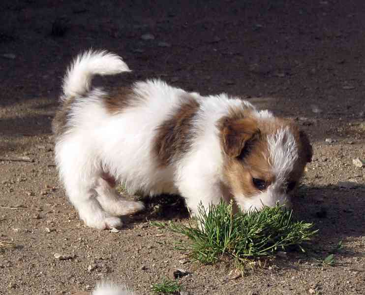 Jack Russell teriér – poslední fenka a 2 pejsci s PP - foto 7