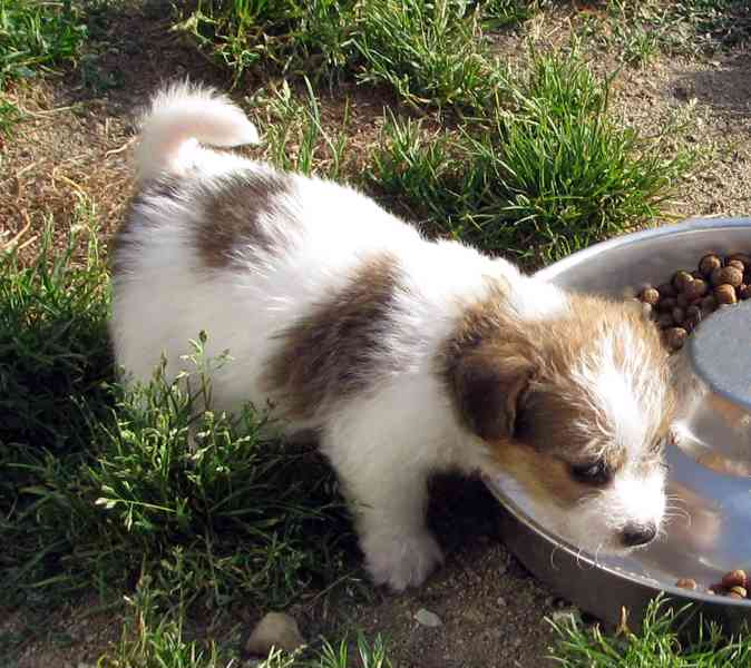 Jack Russell teriér – poslední fenka a 2 pejsci s PP - foto 6