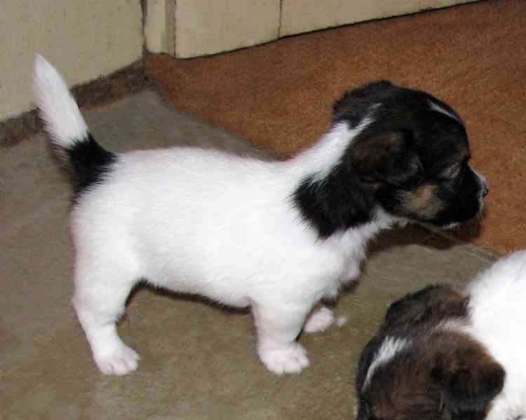 Jack Russell teriér – 2 pejsci + 2 fenky s PP k rezervaci - foto 10