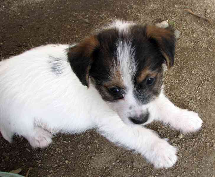 Jack Russell teriér – poslední fenka a 2 pejsci s PP - foto 8
