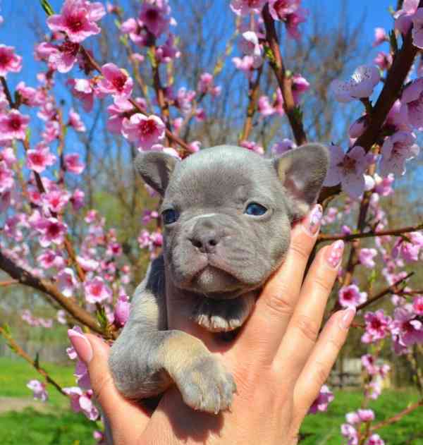 Francouzská buldok štěňata