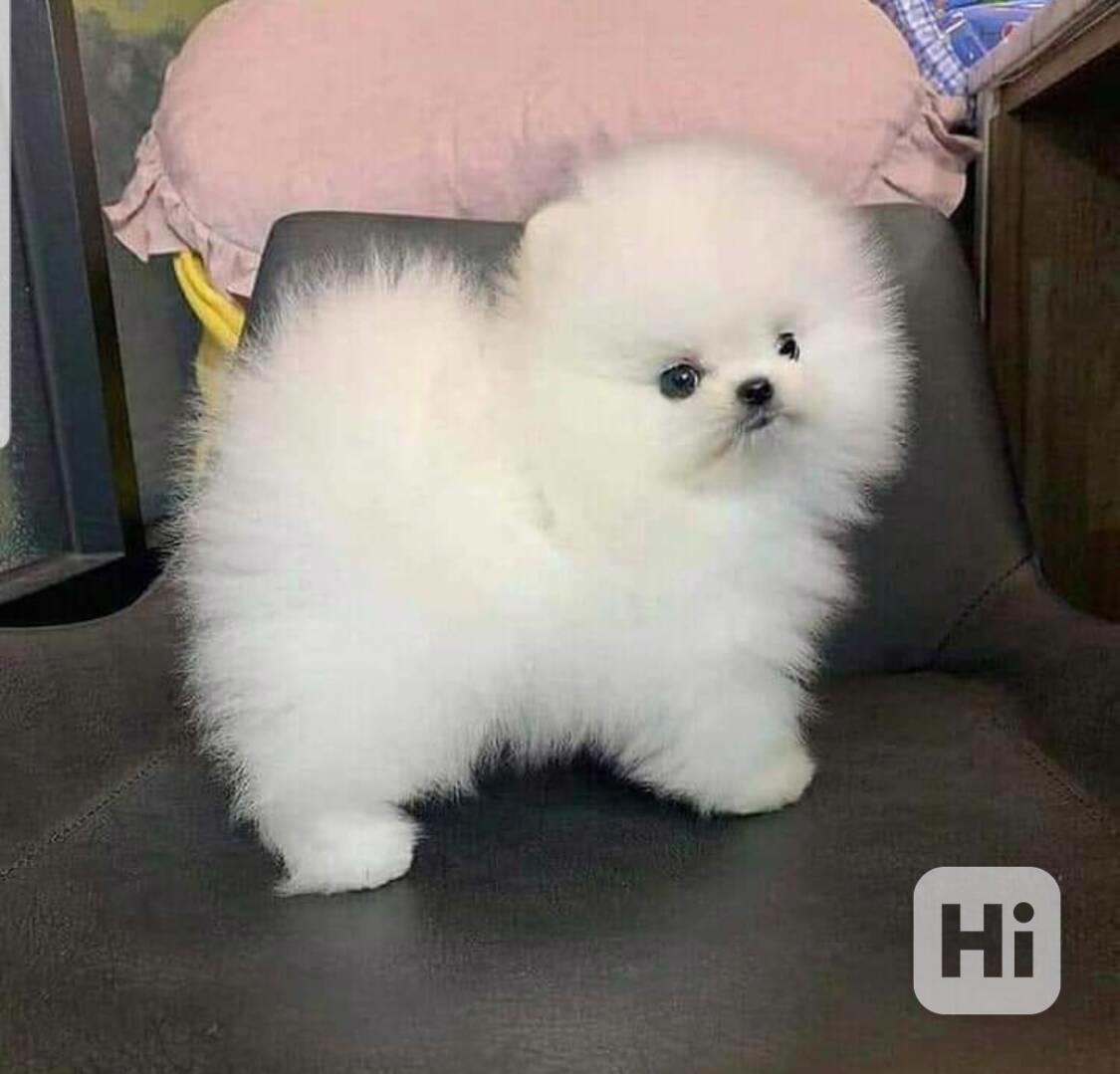 Štěňata pomeranského ovčáka - foto 1