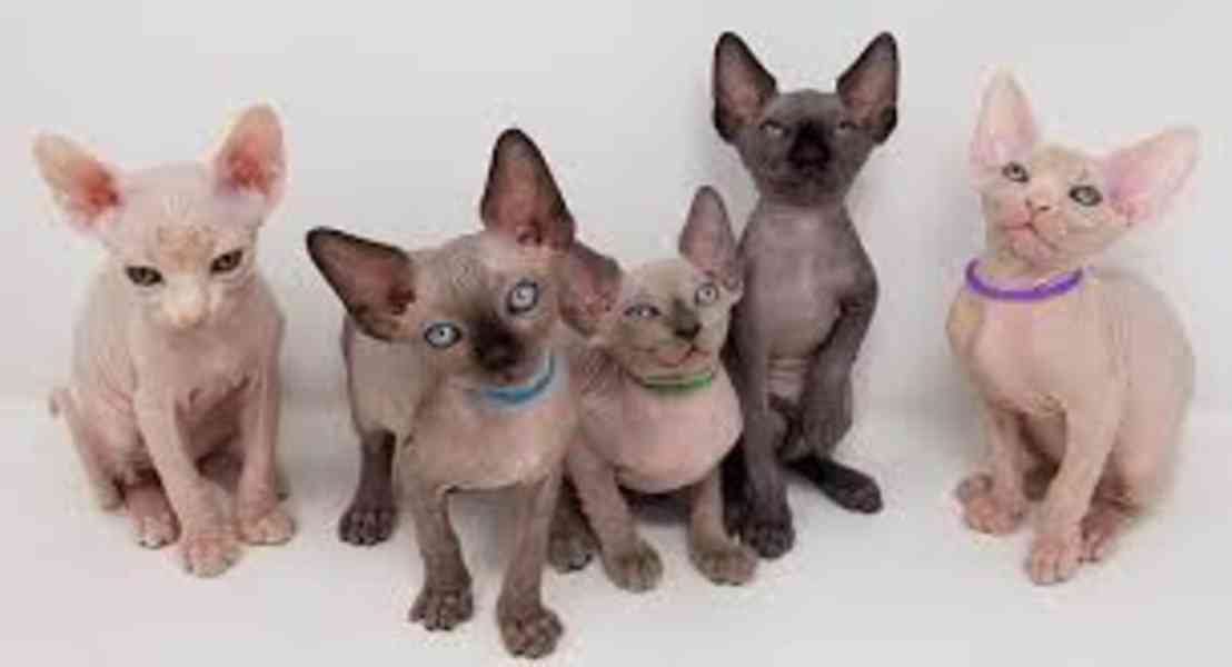 Koťátka sphynxe, samec a samice, připravená k adopci - foto 1