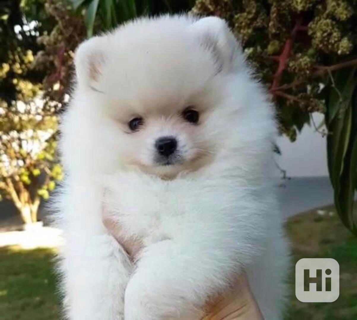 Rozkošná štěňata pomeranského ovčáka s rodokmenem - foto 1