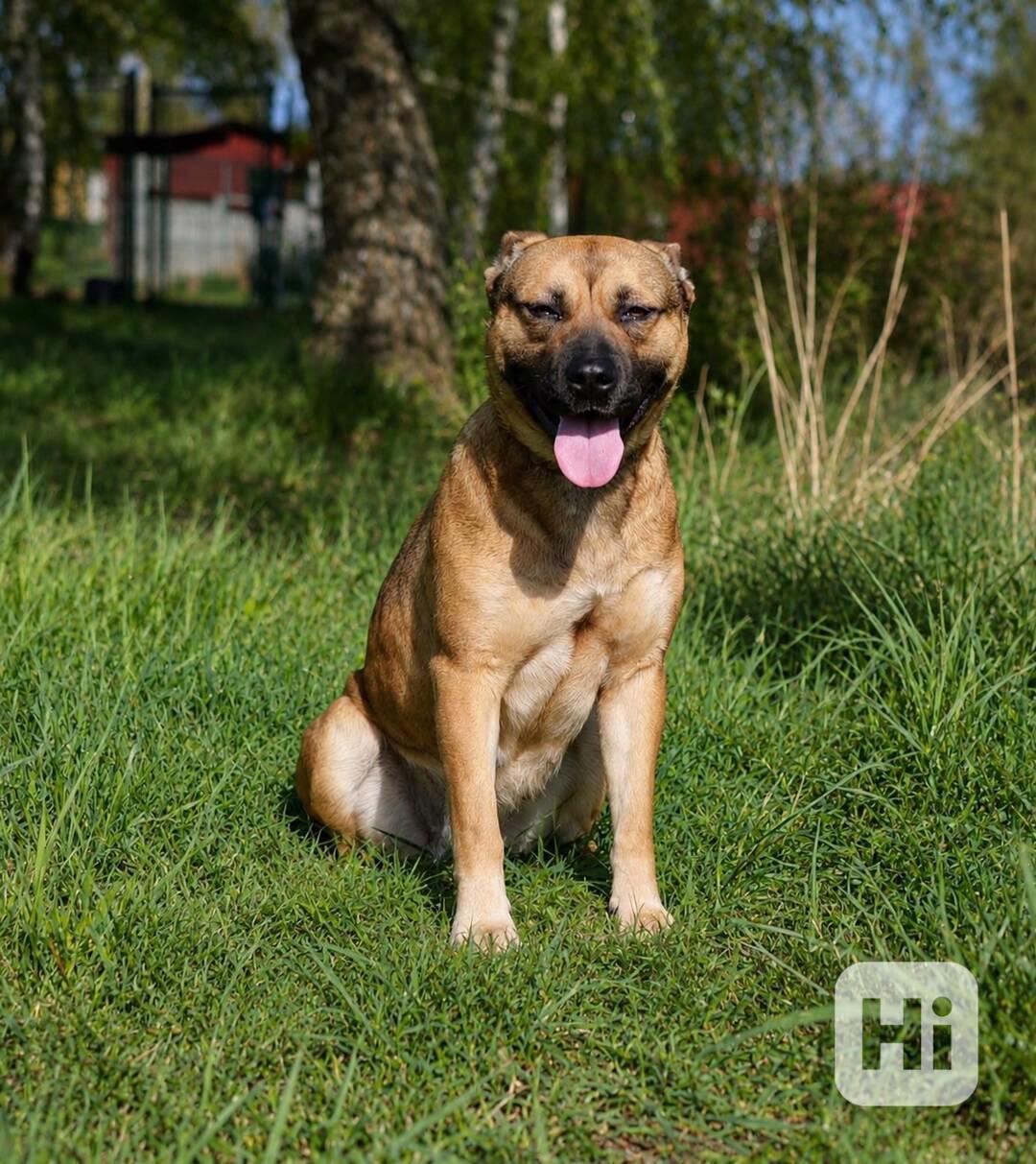 SINDY - fenečka 1,5 roku  - foto 1