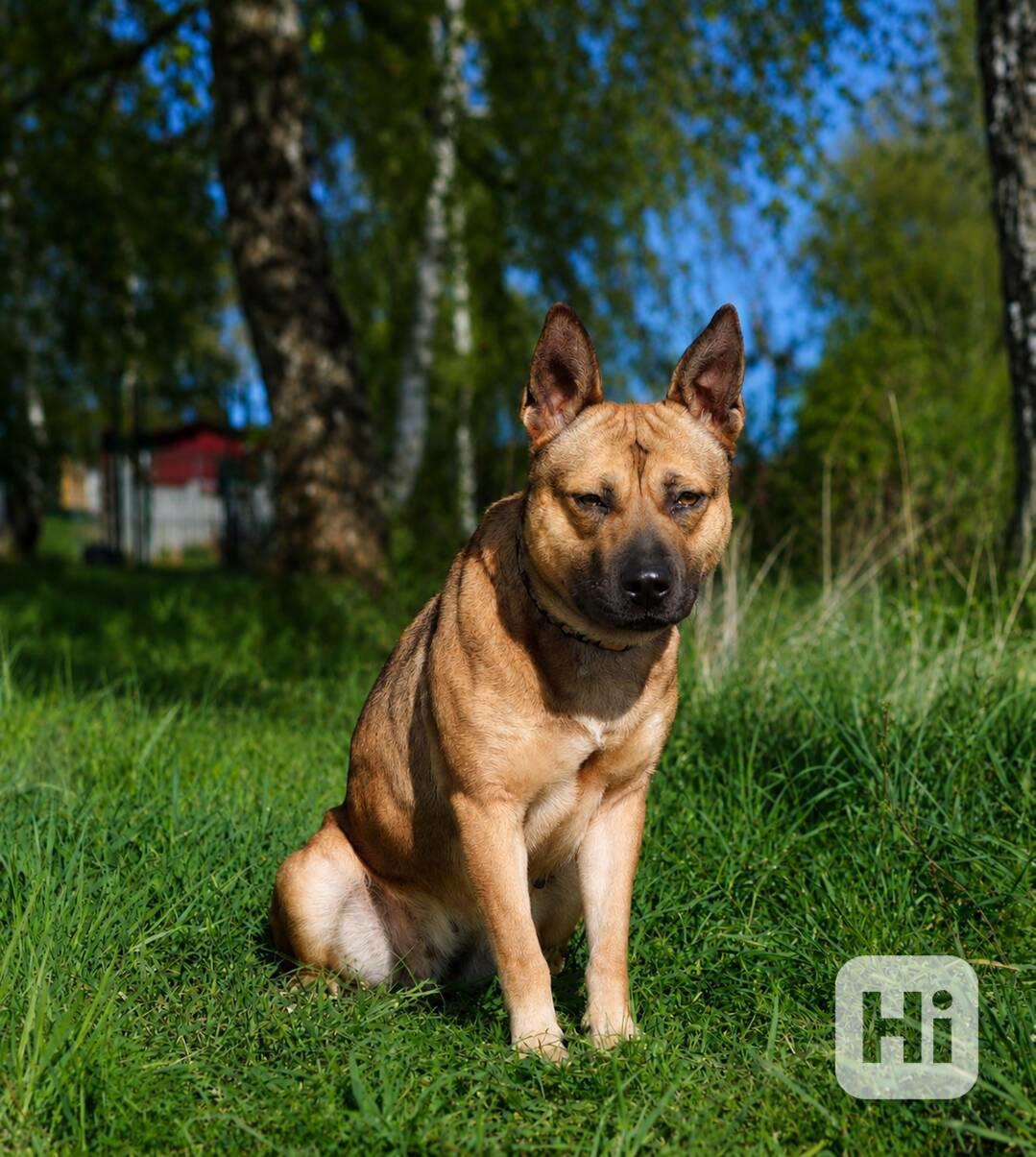 SINDY - fenečka 1,5 roku  - foto 1