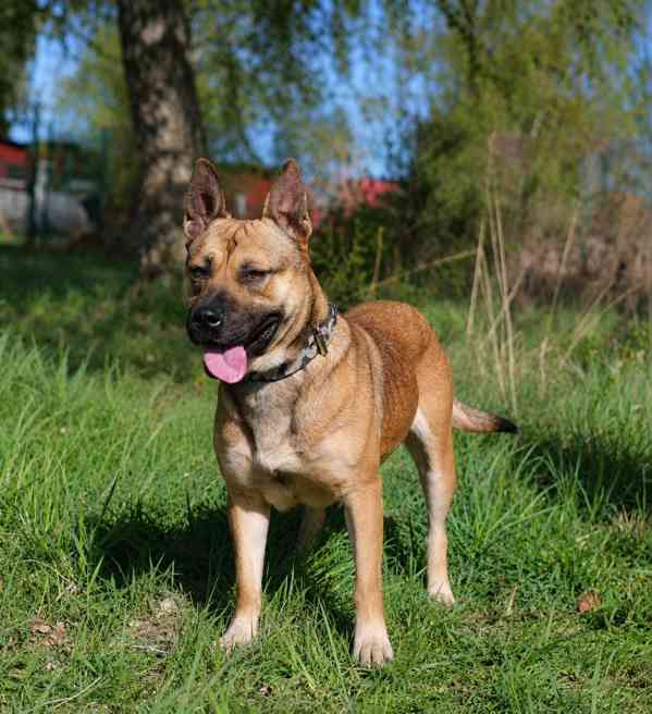SINDY - fenečka 1,5 roku  - foto 3